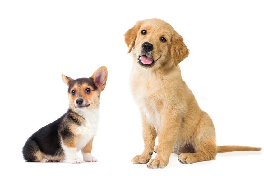 WALKER DOG SERVICES